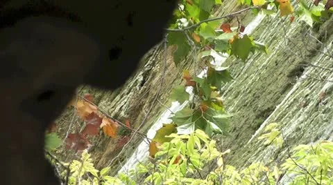 Waterfall with Branches Stock Footage 12416335