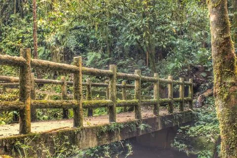 Waterfall bridge Фото