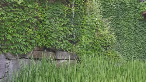 A waterfall cascades down a wall covered in lush green ivy, with tall grasse Stock-Footage 301976698