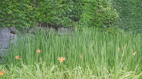 A waterfall cascades down a wall covered in lush green ivy, with tall grasse Stock-Footage 301976735
