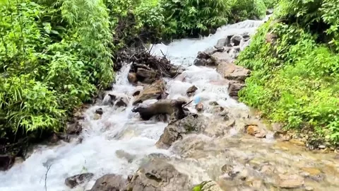 This waterfall cascades through a remote Himalayan forest Stock Footage 340267927