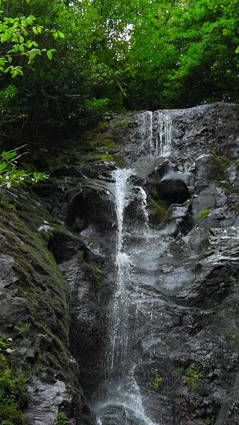 Waterfall cascading down mossy rocks in lush forest 動画素材 283362006