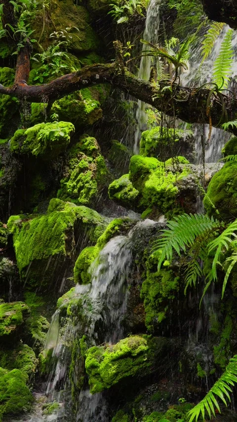 A waterfall cascading down in tiers against a backdrop of lush green ferns Stock Footage 314503617
