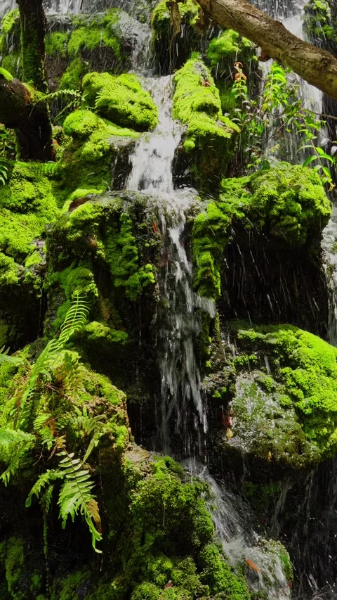A waterfall cascading down in tiers against a backdrop of lush green ferns Stock Footage 314503622
