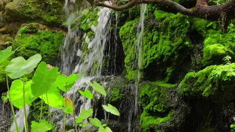 A waterfall cascading down in tiers against a backdrop of lush green ferns Stock Footage 314503626