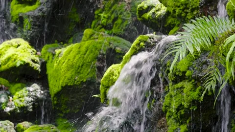 A waterfall cascading down in tiers against a backdrop of lush green ferns Stock Footage 314503657