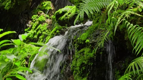 A waterfall cascading down in tiers against a backdrop of lush green ferns Stock Footage 314503663