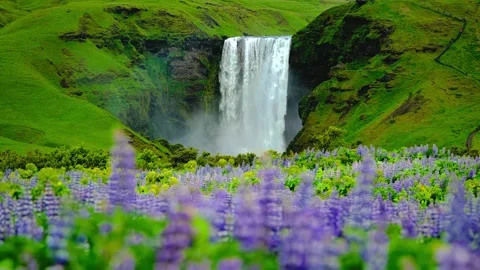 Waterfall Cascading Over Green Cliffs and Purple Lupine Flowers Stock-Footage 341645220