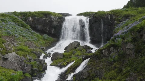 Waterfall Cascading Over Icelandic Cliffs Surrounded by Purple Lupine Flowers 库存影片 339772707