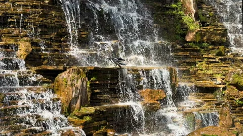 Waterfall cascading over rocky ledges, hooded crow bird bathing Stock Footage 306438754