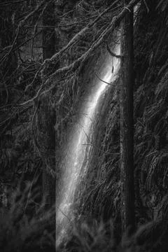 Waterfall cascading through dark forest trees Stock Photos