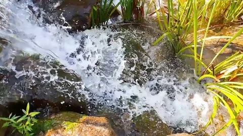 Waterfall, close-up of a mountain river among the grass, slow motion 動画素材 109548137