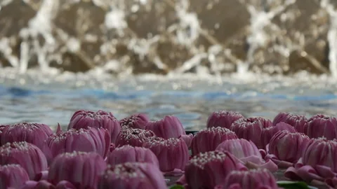 Waterfall closeup with flowers in forground Vídeos de archivo 247223313