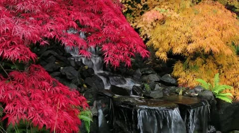 Waterfall with Colorful Laced Leaf Maple Trees in Autumn Season 1080p Stock Footage 12435636