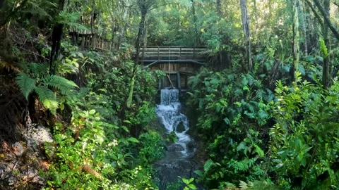 Waterfall on the Coromandel Forest Park : Exploring the Lush Native Forests.. Stock Footage 284882937