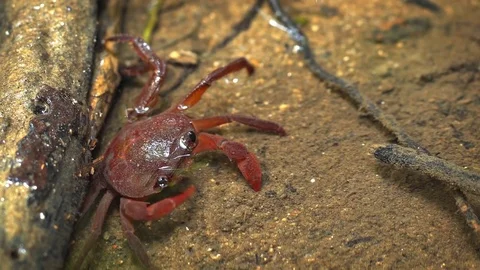 Waterfall Crab Foraging in a Shallow Stream, with Sound Stock Footage 80544465