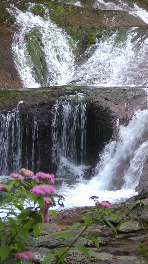 Waterfall Curtain Behind Pink Wild Flowers Vertical Video Vidéo 346191702