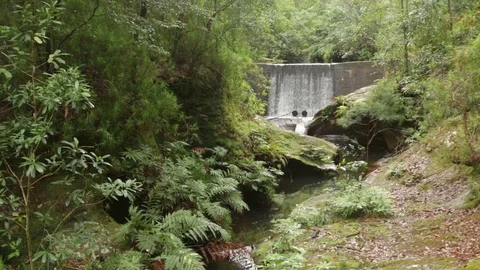 Waterfall dam in the Rainforest at Watagans Stock Footage 71600352