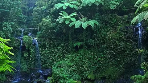 Waterfall Deep in Jungle Stock Footage 323142697