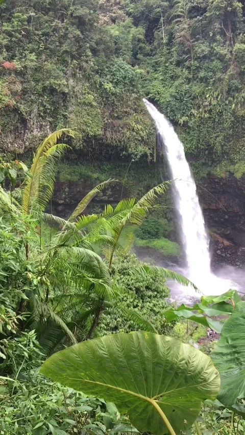 Waterfall with Dense Tropical Forest. Видео 345260177