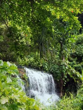 Waterfall in the depths of the cloud forests Stock Photos