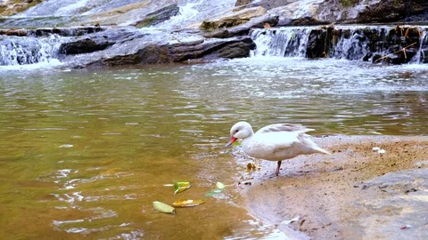 Waterfall-duck1 動画素材 117234613