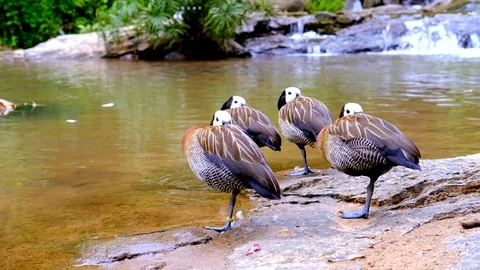 Waterfall-duck2 Stock Footage
