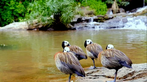 Waterfall-duck3 動画素材 117236616