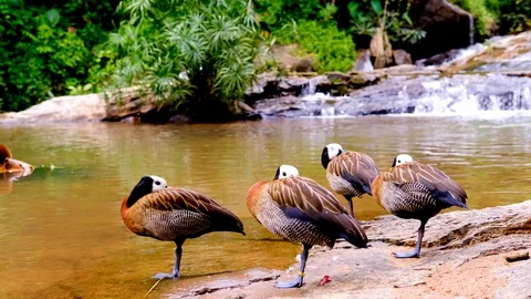 Waterfall-duck4 動画素材 117235762