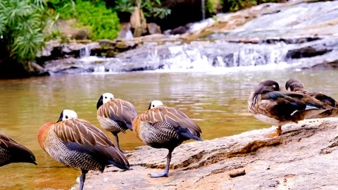 Waterfall-duck5-1 動画素材 117236571