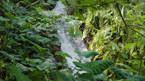 Waterfall In The Eden Project Stock Footage 221828785