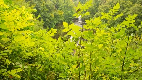 Waterfall emerging from green forest Stock Footage 70620680