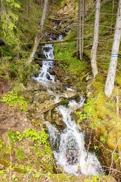 Waterfall in evergreen forest Stock Photos