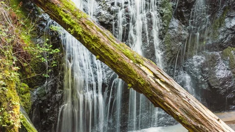 Waterfall with Fallen Log in Front, Green Moss Timelapse Stock Footage 217784751