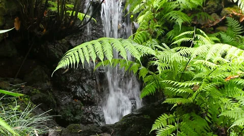 Waterfall fern HD Video stock 29970596