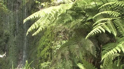 Waterfall with Ferns Stock Footage 11237268