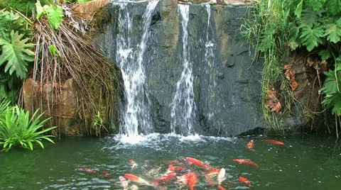Waterfall with  fish. Stock Footage 24003255