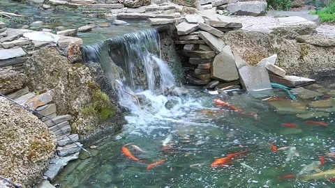 Waterfall with fish. Video stock 75544873