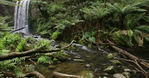 Waterfall Flow Among Moss and Fern Plants, Australia Video stock 330676789