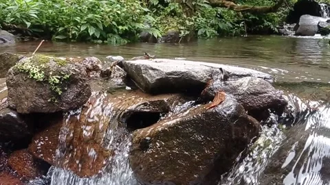 Waterfall flow Stock Footage 217328984