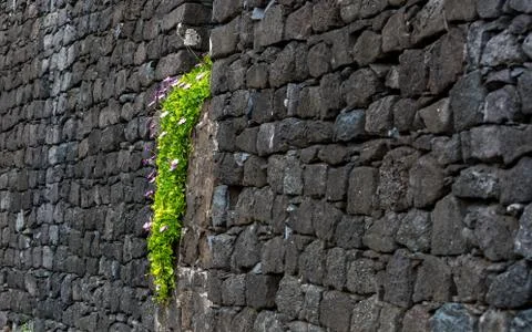 Waterfall Of Flowers Foto stock