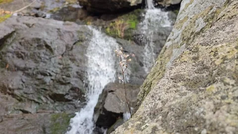 Waterfall flowers wide 30fps Stock Footage 305017078