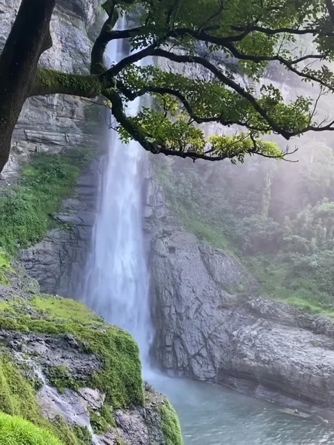 Waterfall Flowing Past Tree Branches in Mountain Gorge Stock Footage 342265129