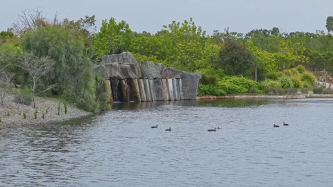 Waterfall flowing into pond with ducks in Australian botanical garden Stock Footage 314887178
