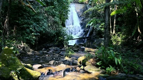 Waterfall flowing in rainforest. Endless meditative video, stream in tropical ex Stock Footage 235587036