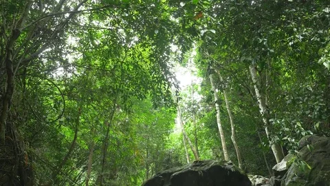 Waterfall from flowing river in tropical forest with sound Stock Footage 80825482
