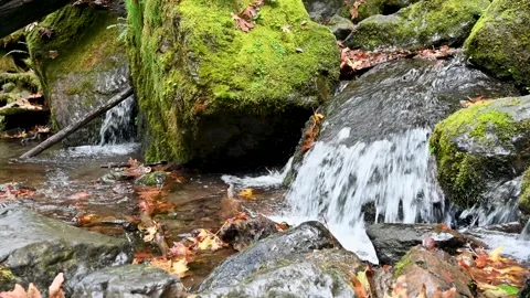 Waterfall flows in the distance behind moss-covered logs and ferns in a lush Stock Footage 313626633
