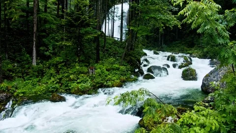 Waterfall flows through lush green forest rocks in cinematic motion. Stock-Footage 341068562