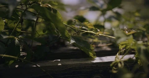 Waterfall Focus Pull Stock Footage 119773108