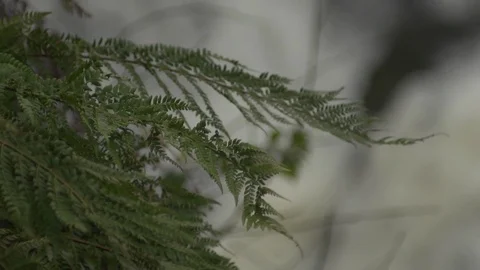 Waterfall. Focus pull from grass to water in slow motion Stock Footage 86831543